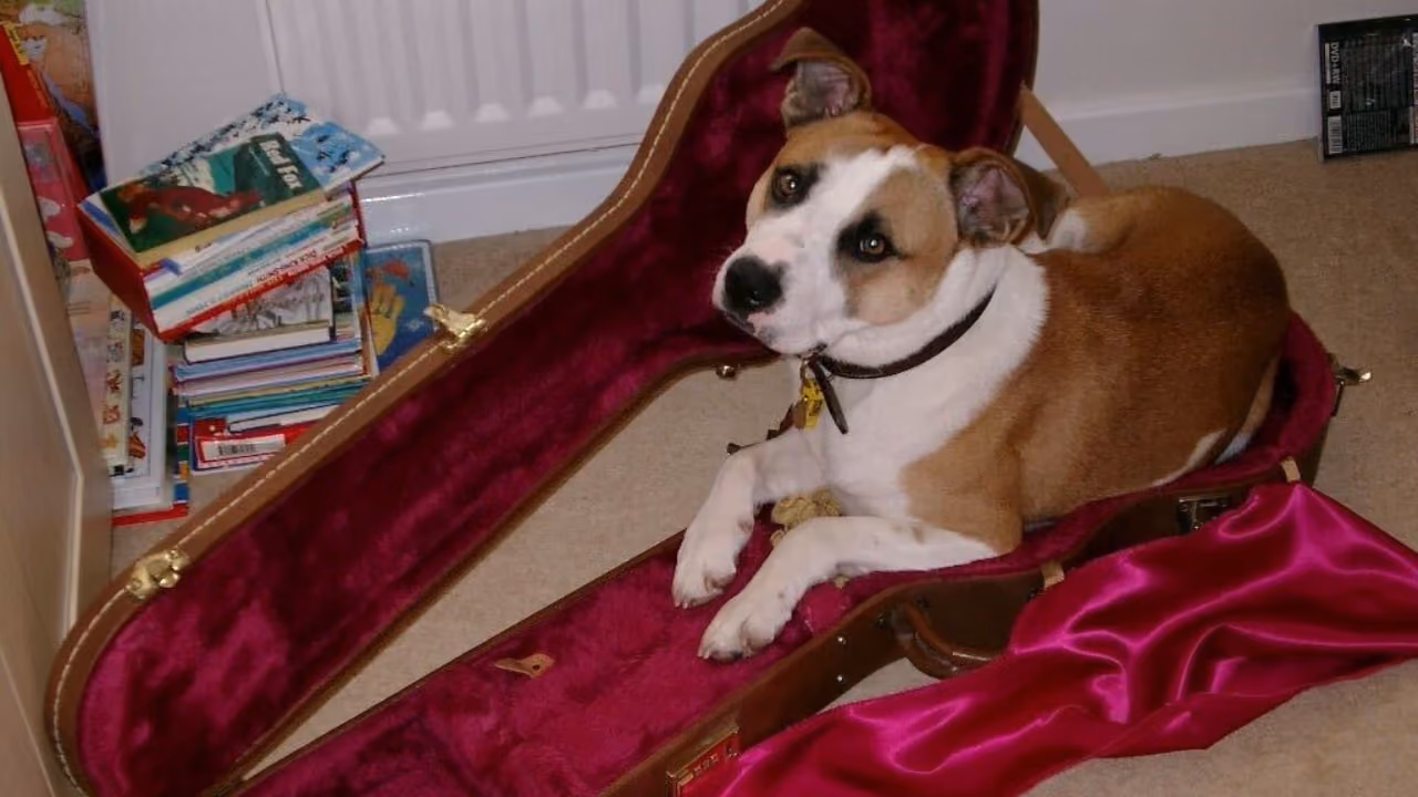 A tan and white dog lying inside an open guitar case lined with deep pink velvet, a stack of children's books behind