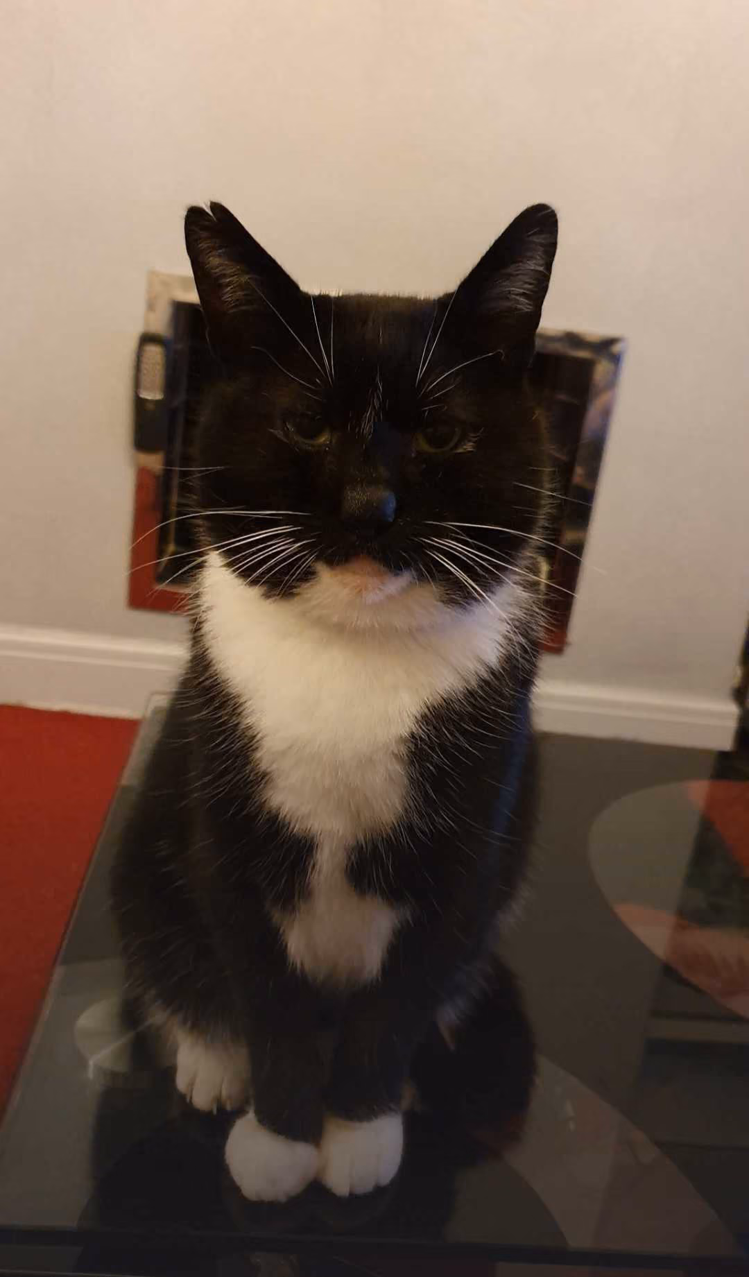 A black and white cat sitting upright on a glass table, looking at the camera