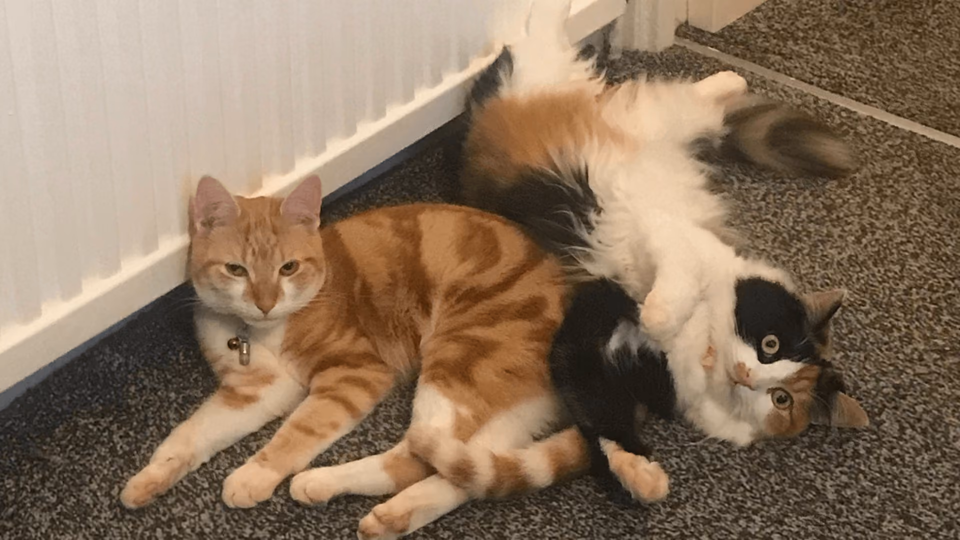 A ginger cat lying against the skirting board while a long-haired calico rolls on its back behind, both looking at the camera