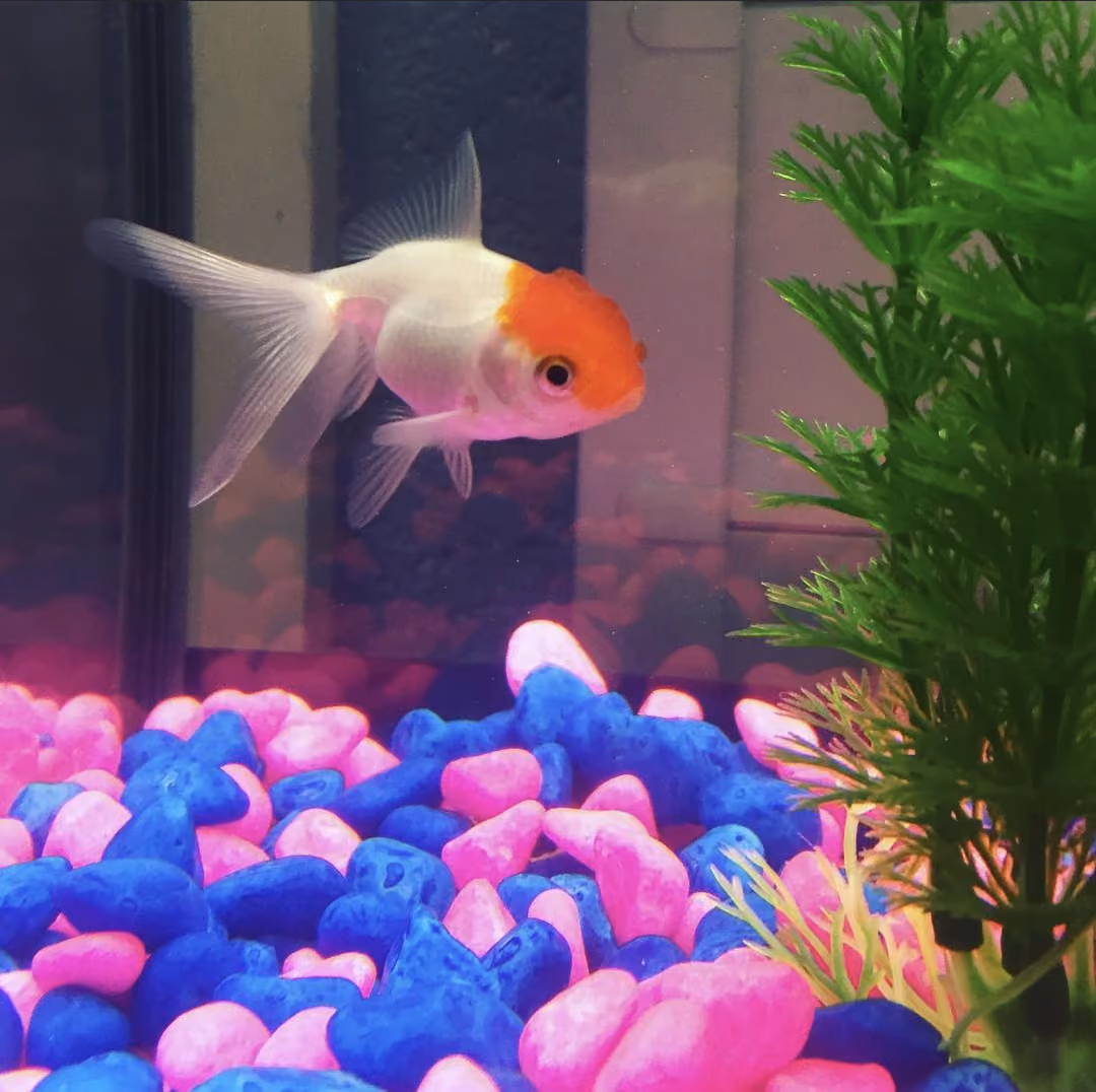 Squidge (goldfish).